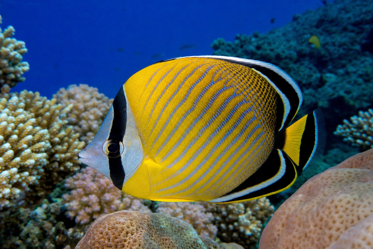 Golden butterflyfish over a vivid coral reef